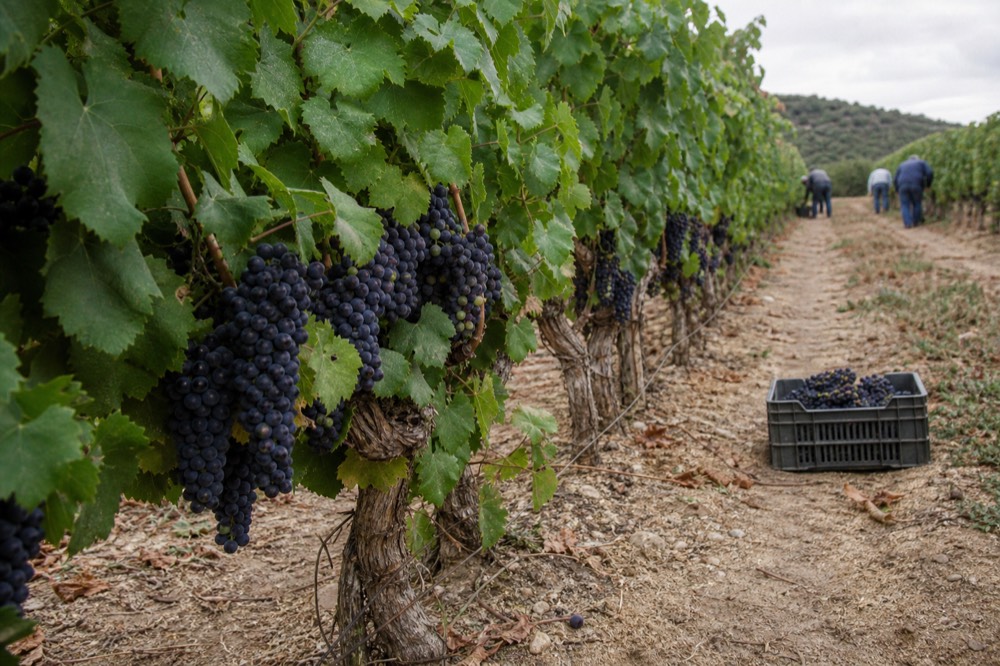 Grapes on the vine in late summer light in a Saint-Emilion vineyard, no text, no logos, no people