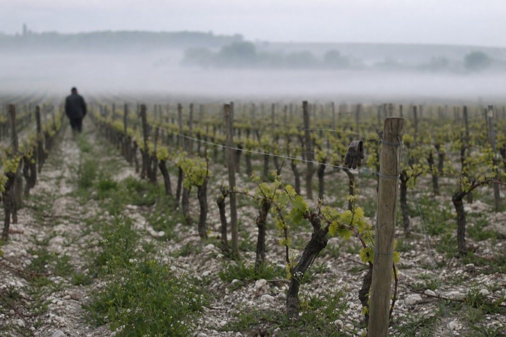 Rows of Merlot vines on limestone plateau near Saint-Emilion, no text, no logos, no people.