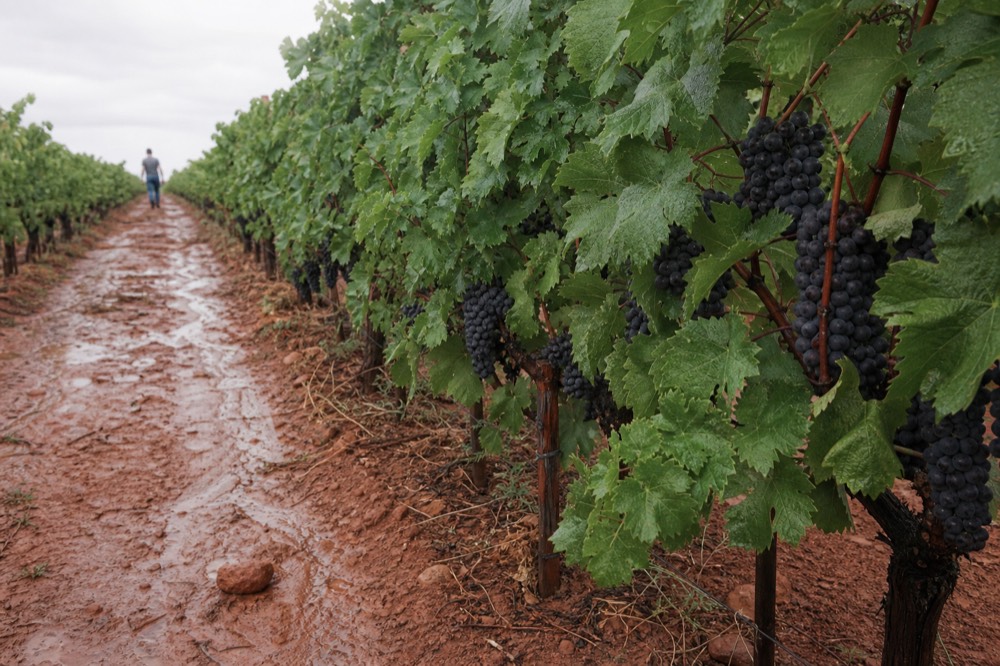 Close rows of Merlot grapevines on red clay soil, no text, no logos, no people