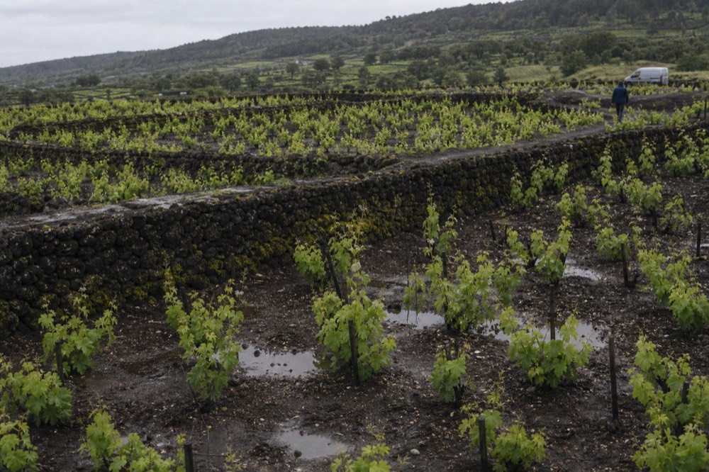 Small vineyard plots with clay soil and a low stone wall, no text, no logos, no people