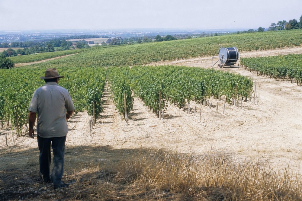 Vineyards on the Right Bank near Saint-Emilion at midday, no text, no logos, no people