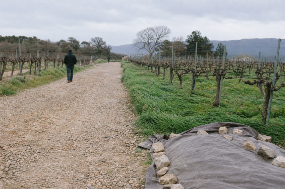 Cabernet Sauvignon vines on gravel soils of the Medoc peninsula, no text, no logos, no people