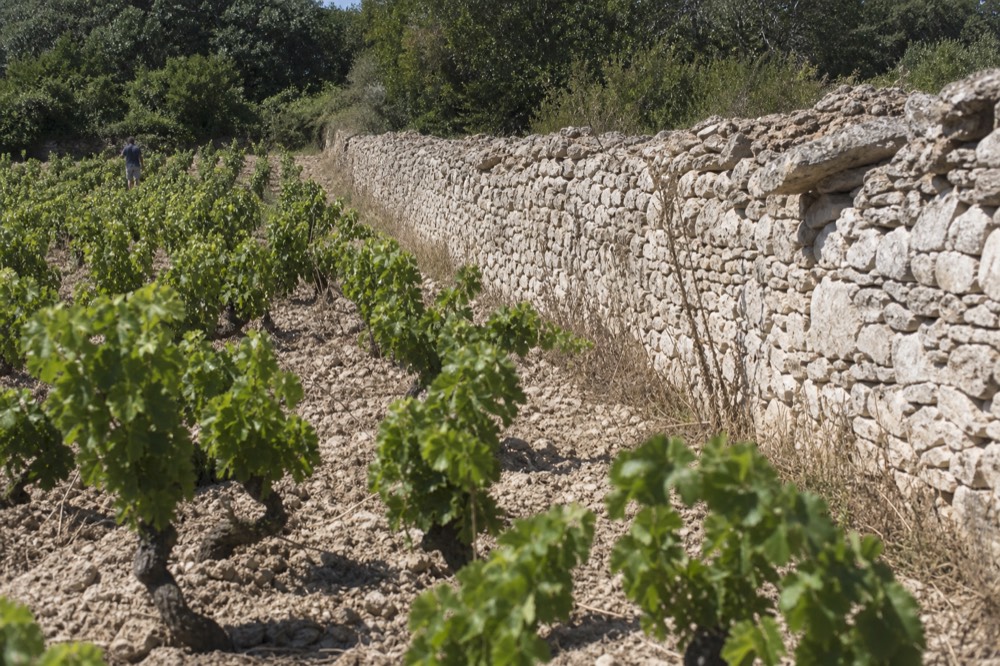 Vineyard rows on clay and limestone soil near Saint Emilion with a stone wall, no text, no logos, no people