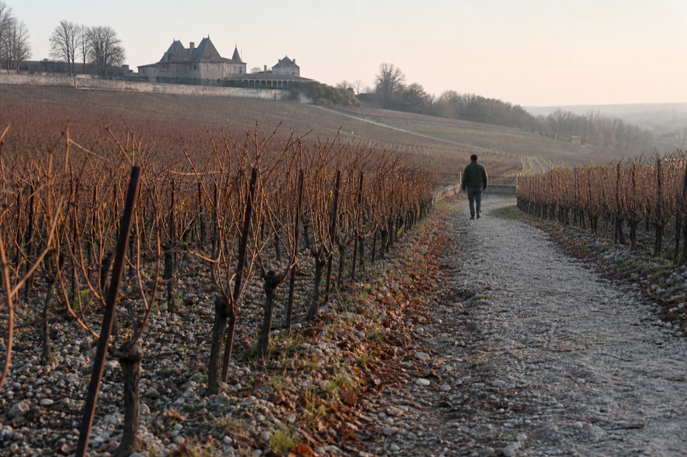 Rows of Merlot vines on limestone slopes with the distant silhouette of a Right Bank chateau, no text, no logos, no people