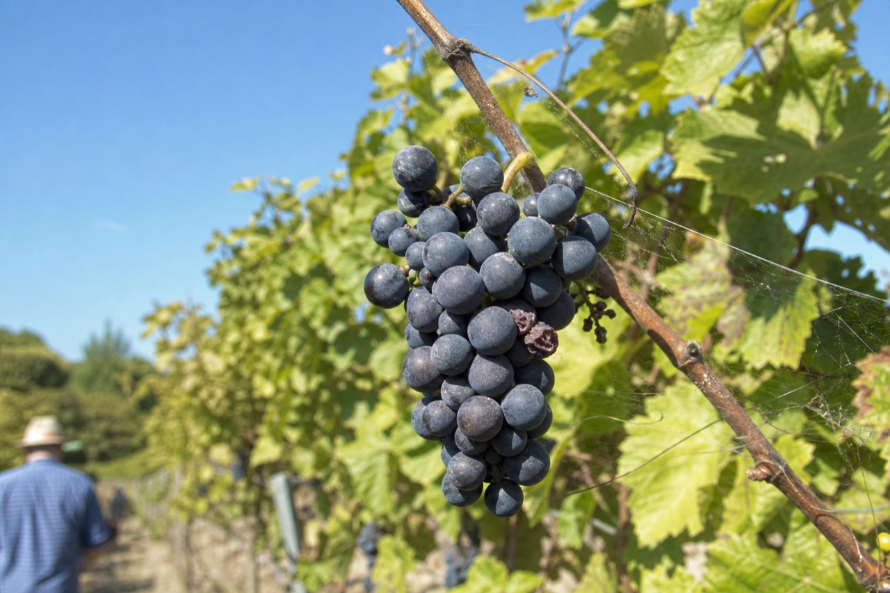A tight cluster of dark ripe grapes hangs on the vine with sunlit leaves blurred behind it.